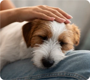 撫でられている犬の写真
