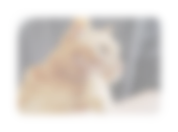 猫の写真ぼかし