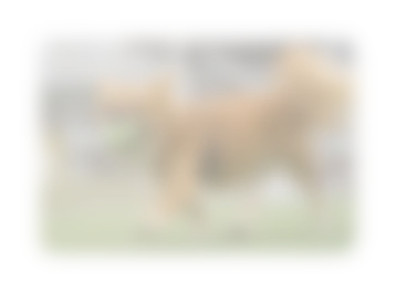 犬の写真ぼかし